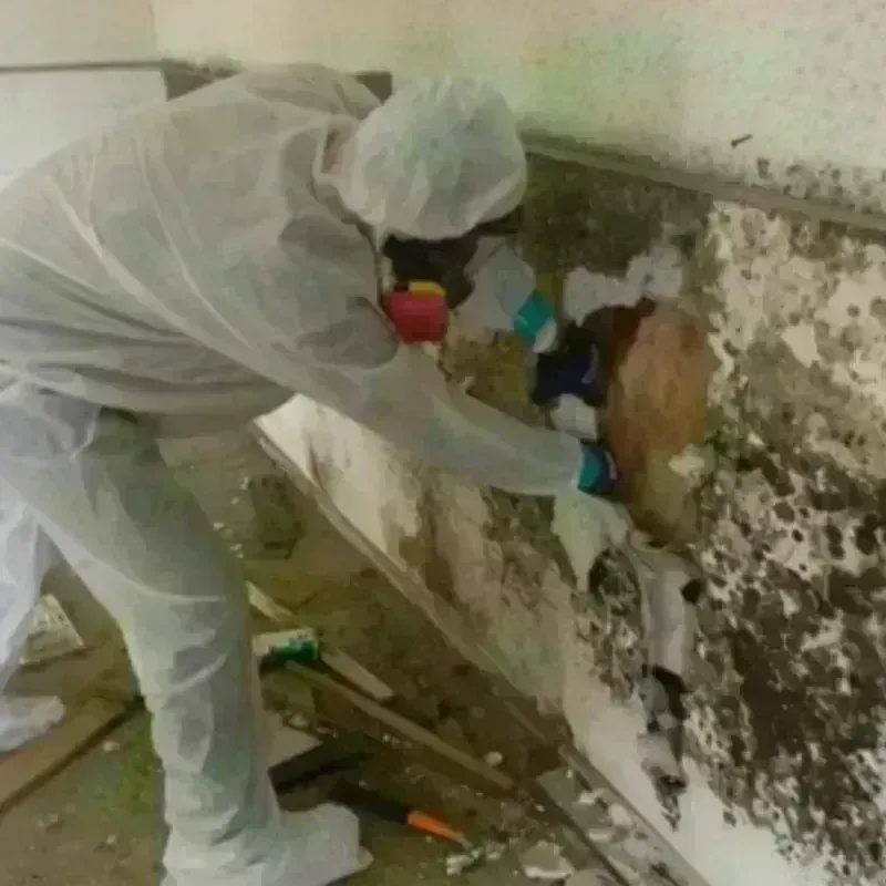 Mold Remediation and Removal in Franklin Park, NJ